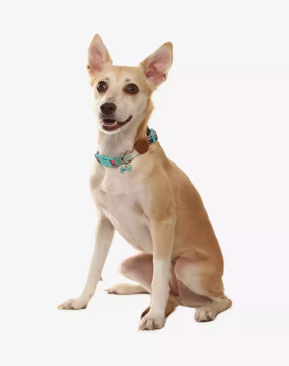 Adjustable Dog Collar with ID Tag Laguna