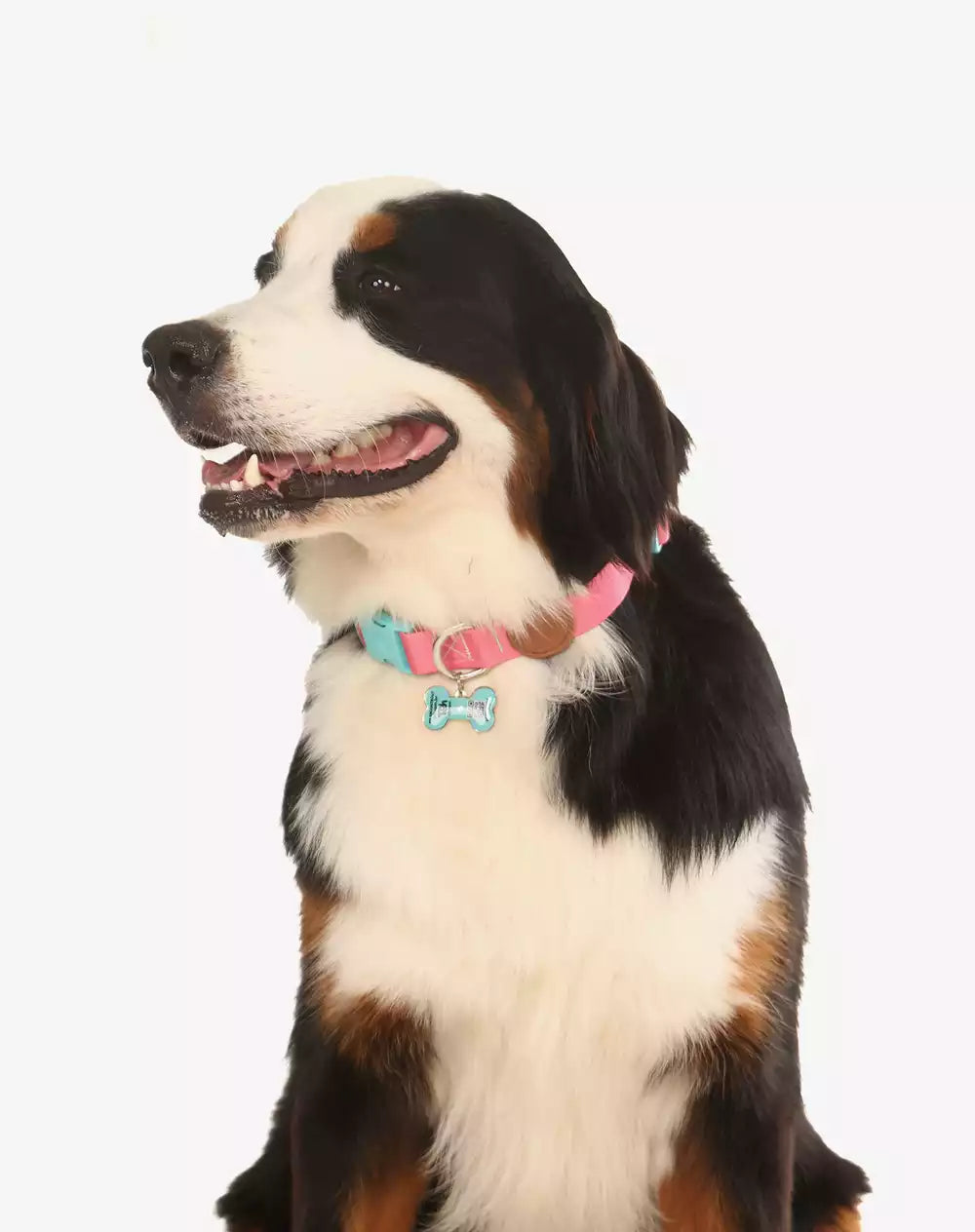 Adjustable Dog Collar with ID Tag Fiji