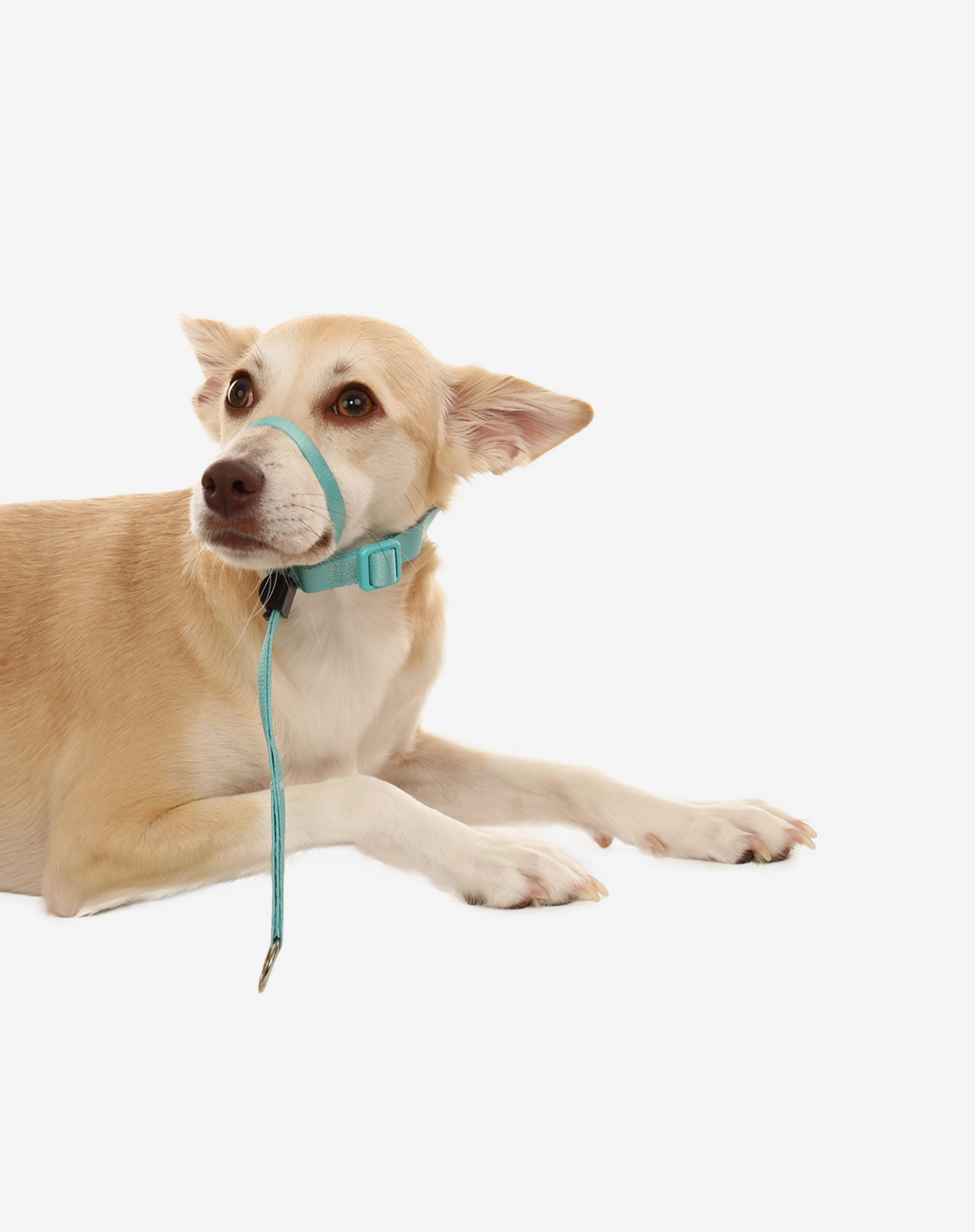 Dog Headcollar Maresia