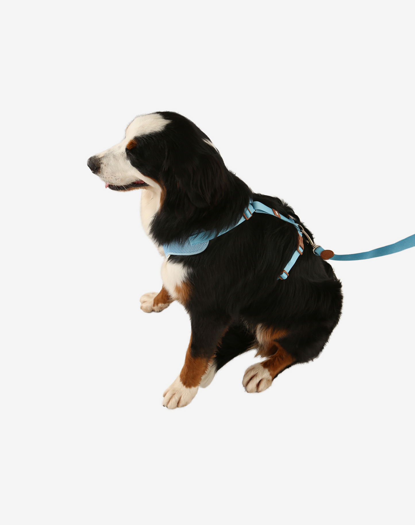 H-Mesh Dog Harness Blue