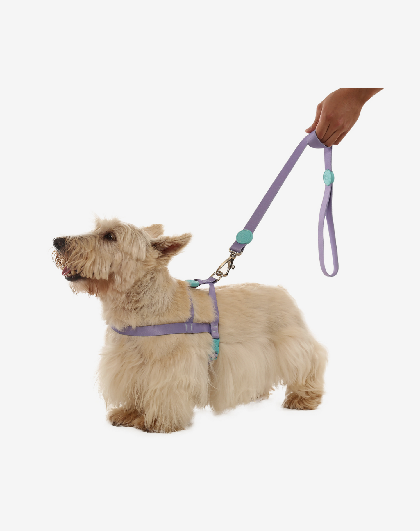 Dog Leash S Lilac