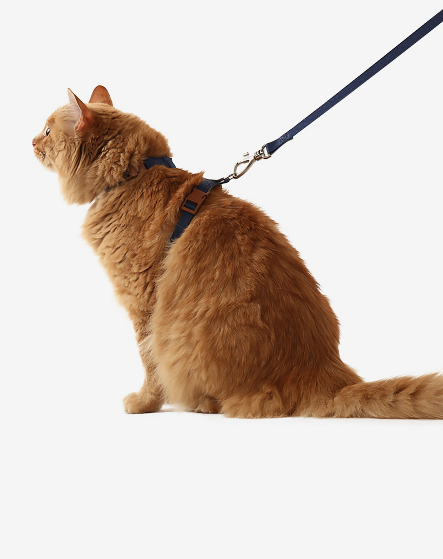 Cat H Harness + Leash Navy Blue - Khaki