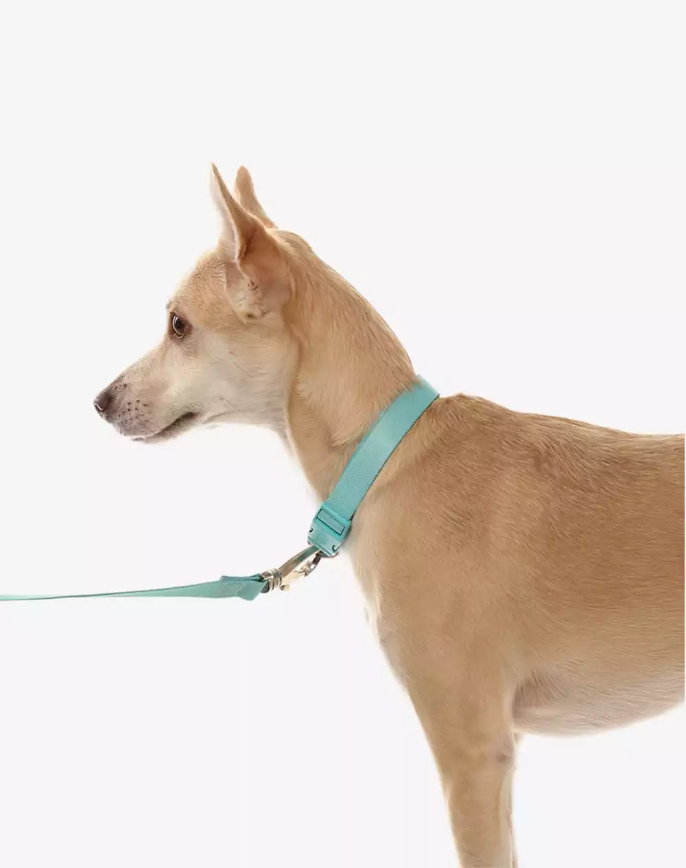 Adjustable Dog Collar with ID Tag Maresia