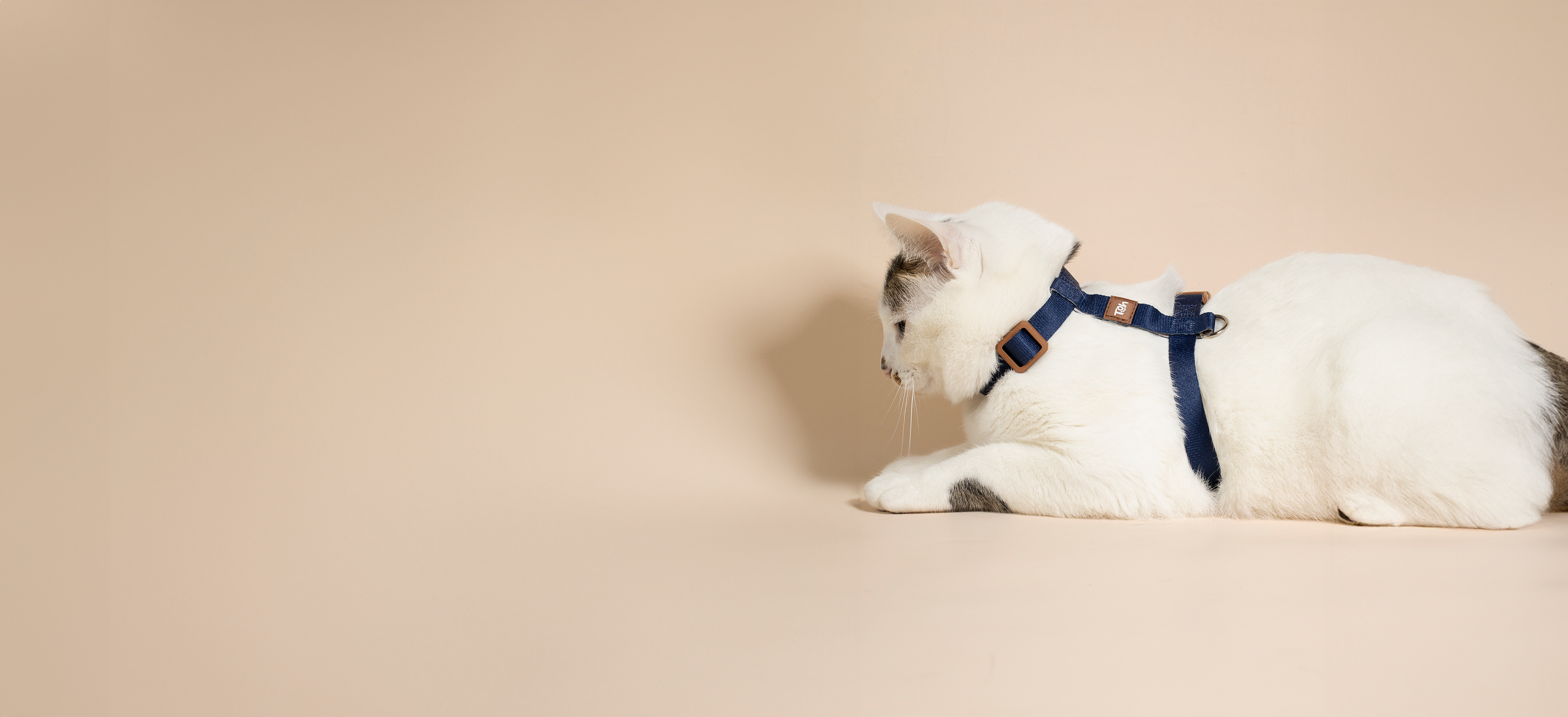 Cat H Harness + Leash