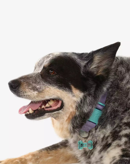 Adjustable Dog Collar with ID Tag Lilac