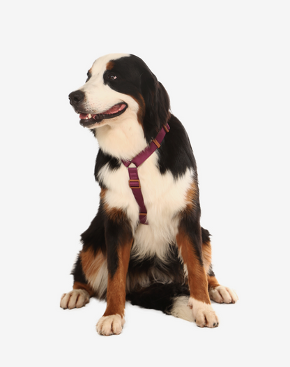 Dog H Harness Burgundy - Khaki