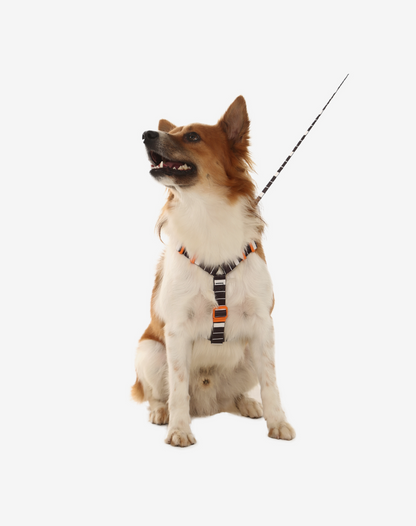The H-Harness + Leash Set Eclipse