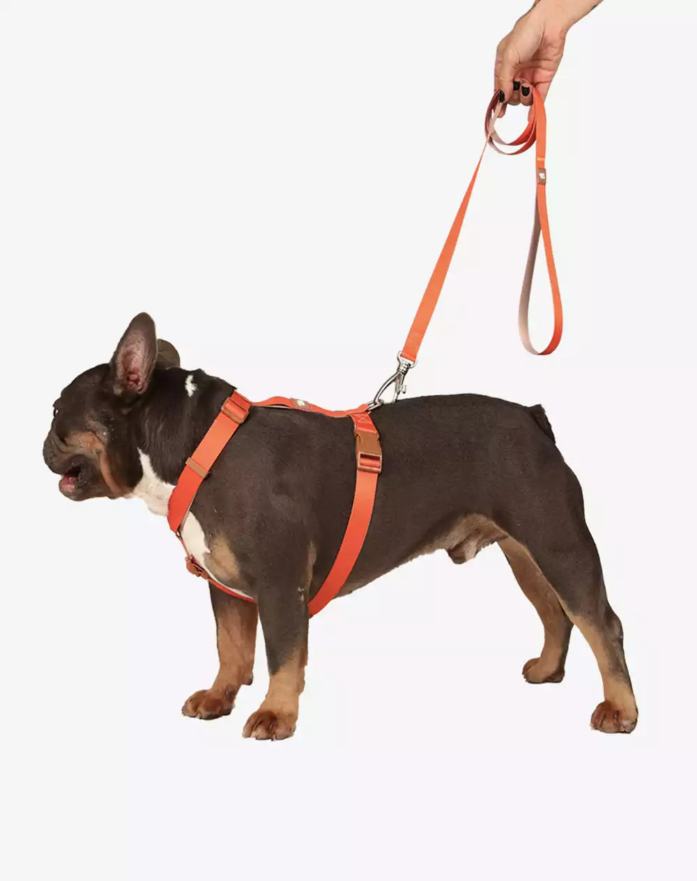 Dog Leash Basic Collection 1,20m Orange - Khaki