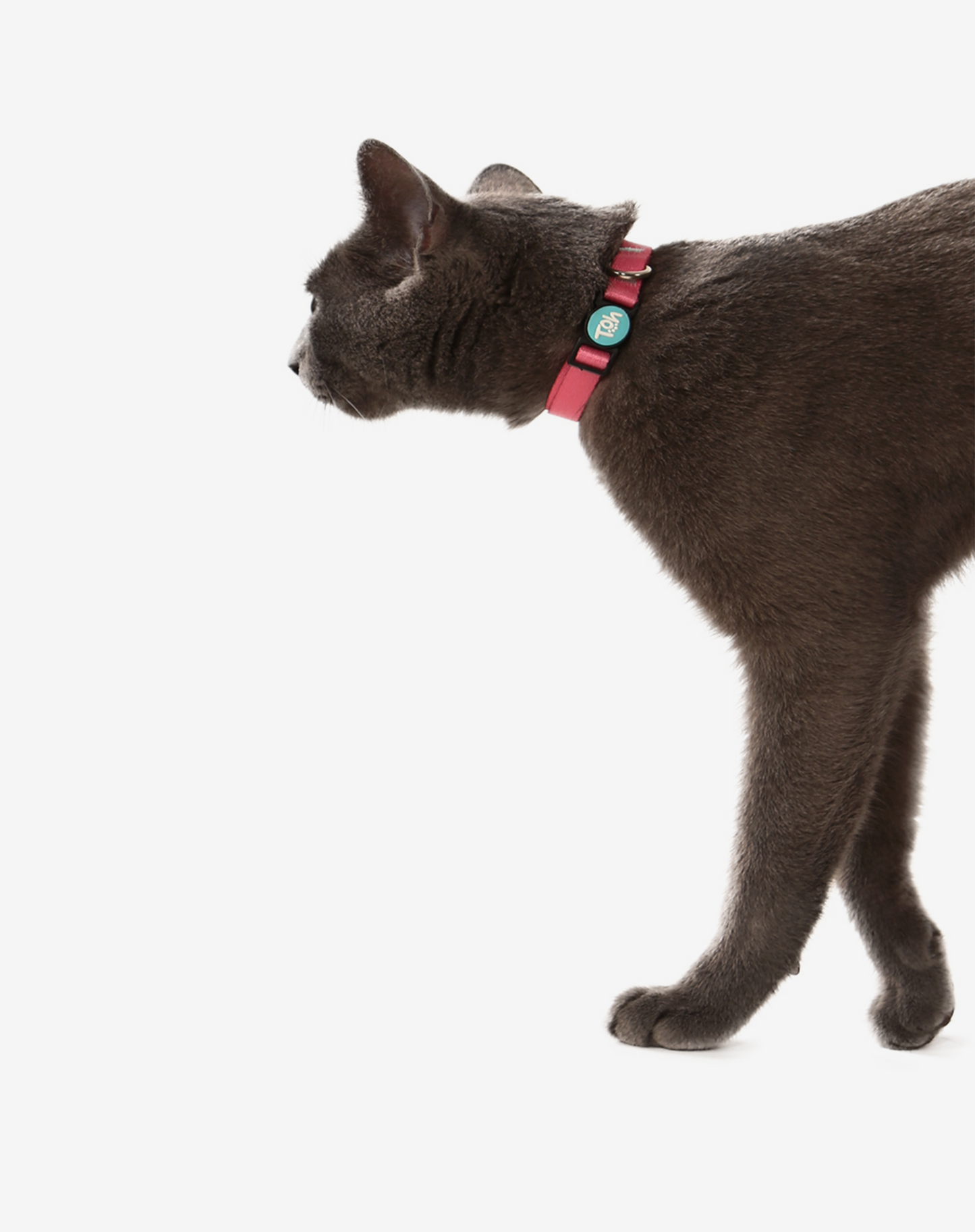 Cat Collar Fiji