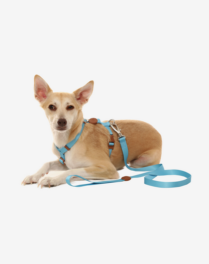 Dog Leash S Blue
