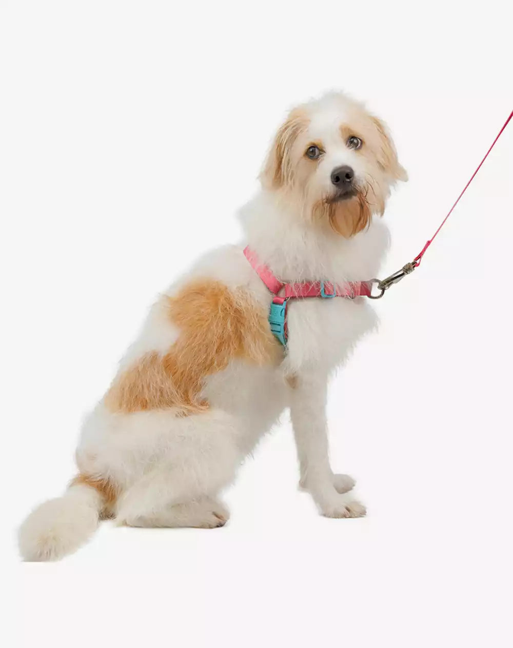 No Pull Dog Harness and Leash Set Fiji