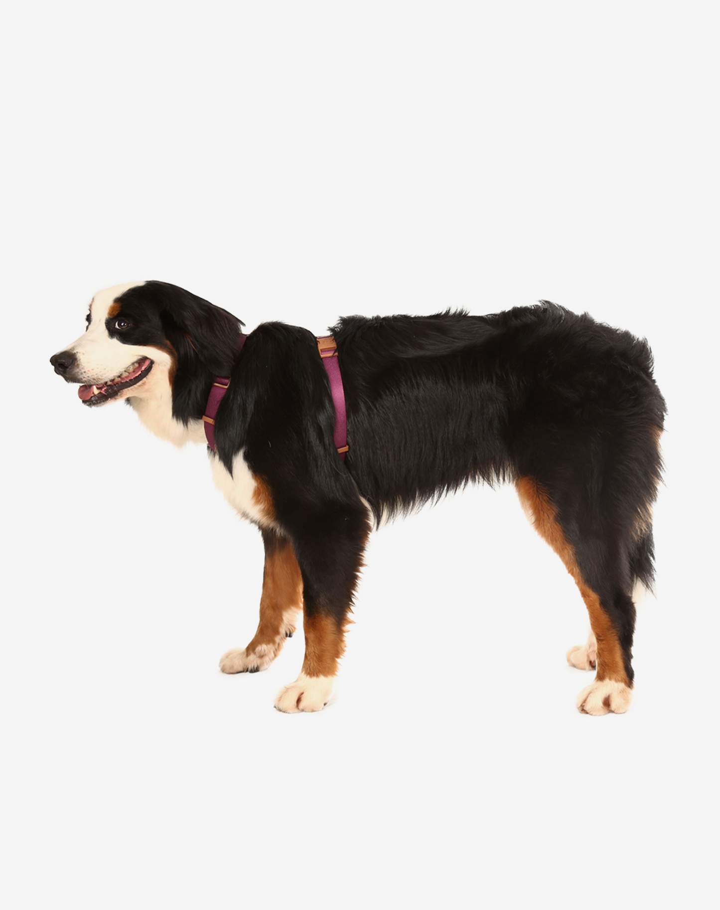 Dog H Harness Burgundy - Khaki