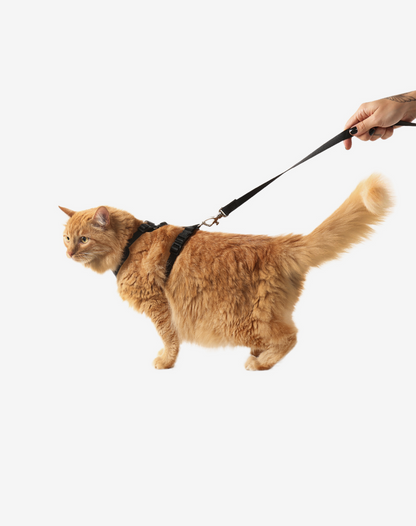 Cat H-Harness Comfort + Leash Set Black