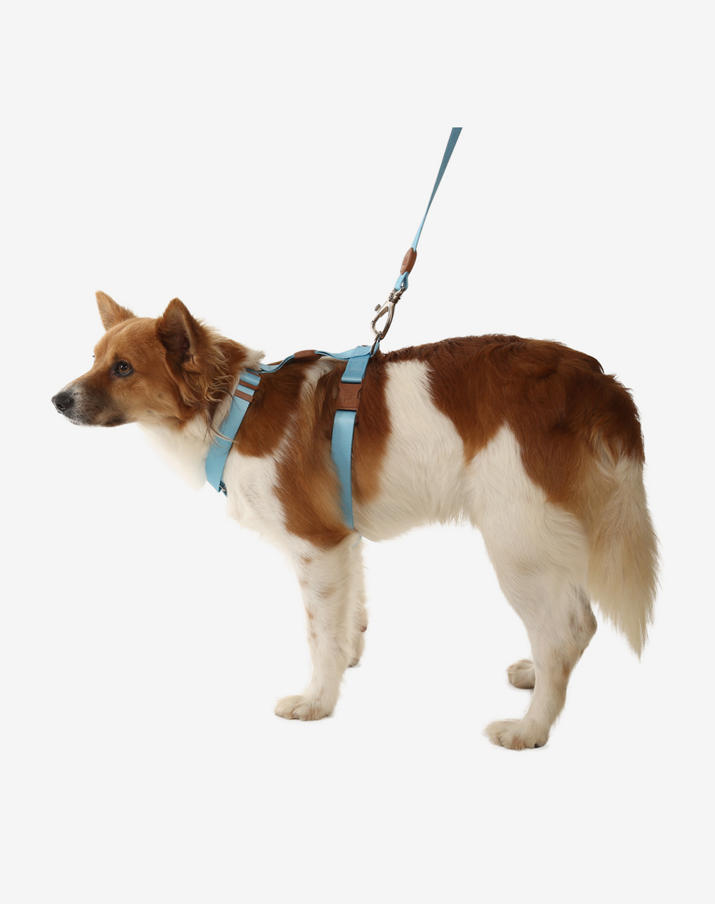 The H-Harness + Leash Set Blue