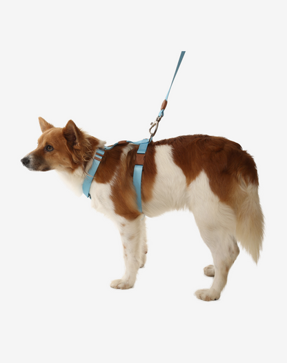 The H-Harness + Leash Set Blue