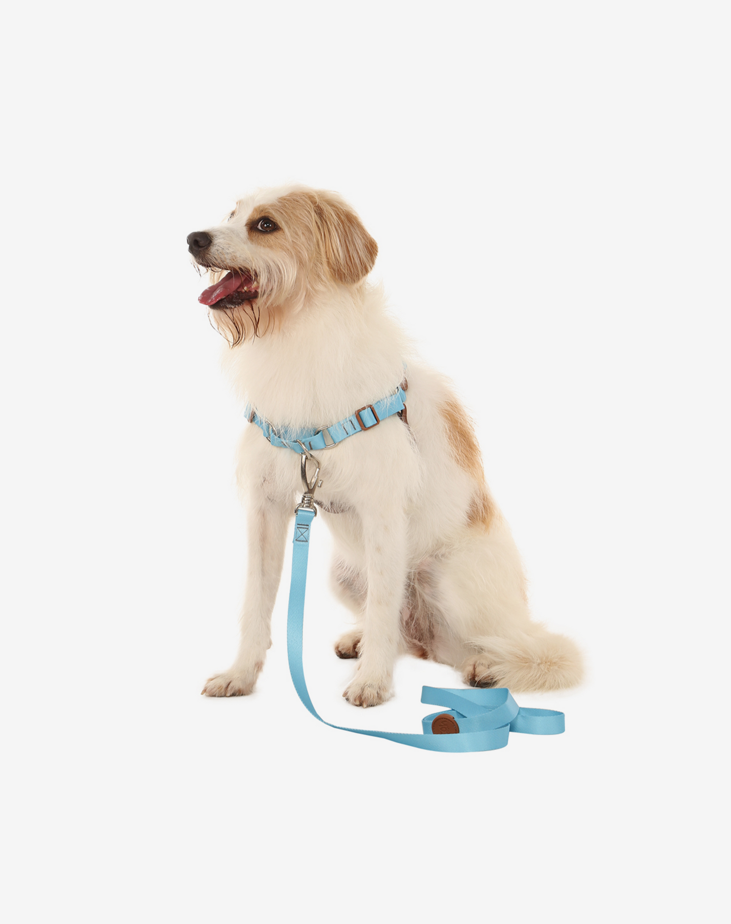 Dog Leash S Blue