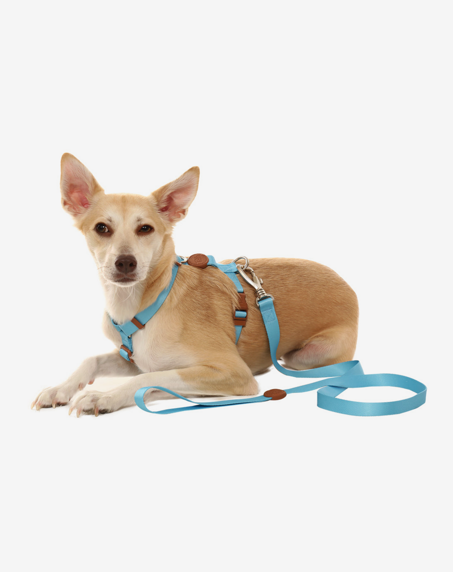 The H-Harness + Leash Set Blue