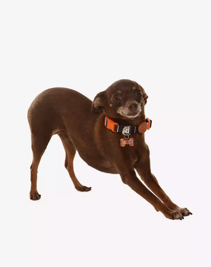 Adjustable Dog Collar with ID Tag Eclipse