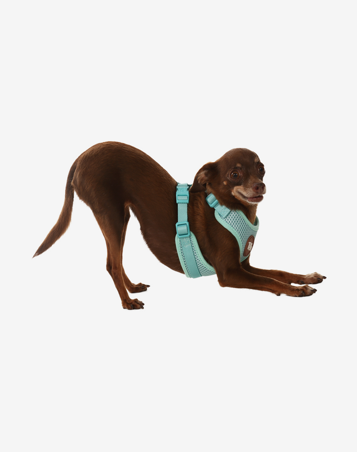 H-Mesh Dog Harness Maresia