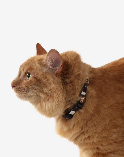 Cat Collar Eclipse