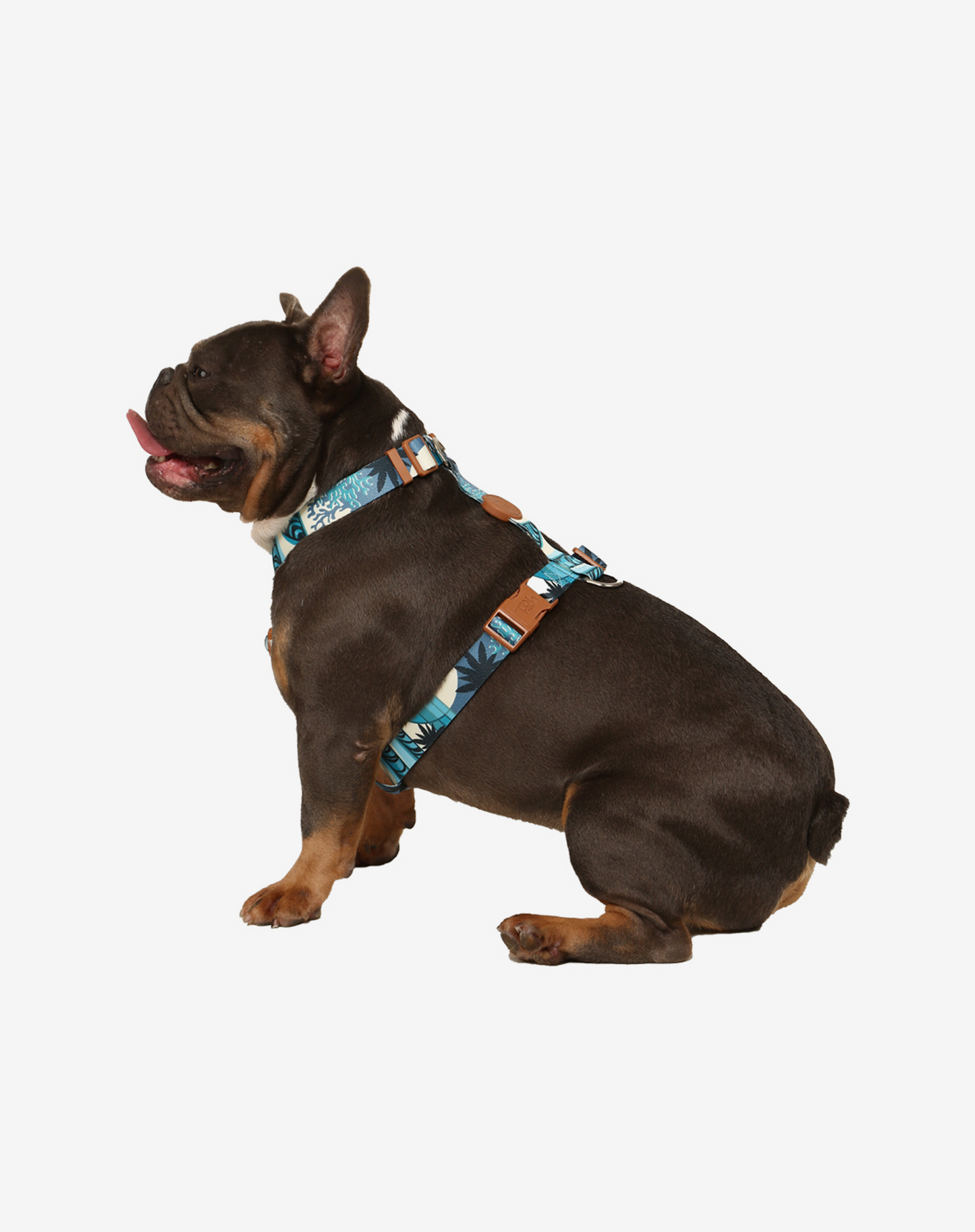 The H-Harness + Leash Set Noronha