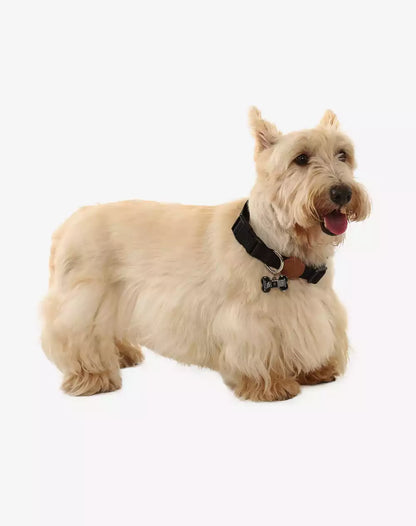 Adjustable Dog Collar with ID Tag Black