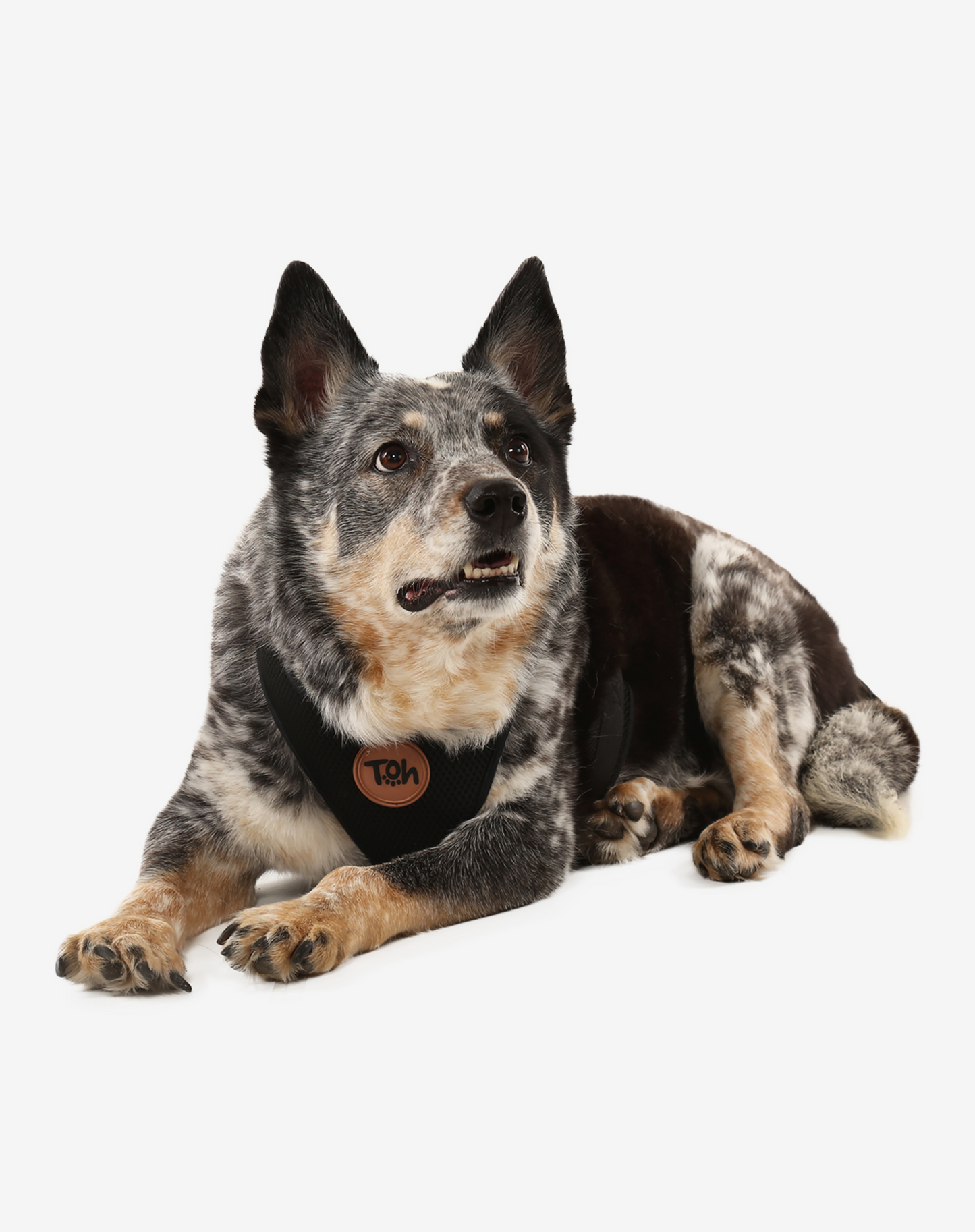 H-Mesh Dog Harness Black