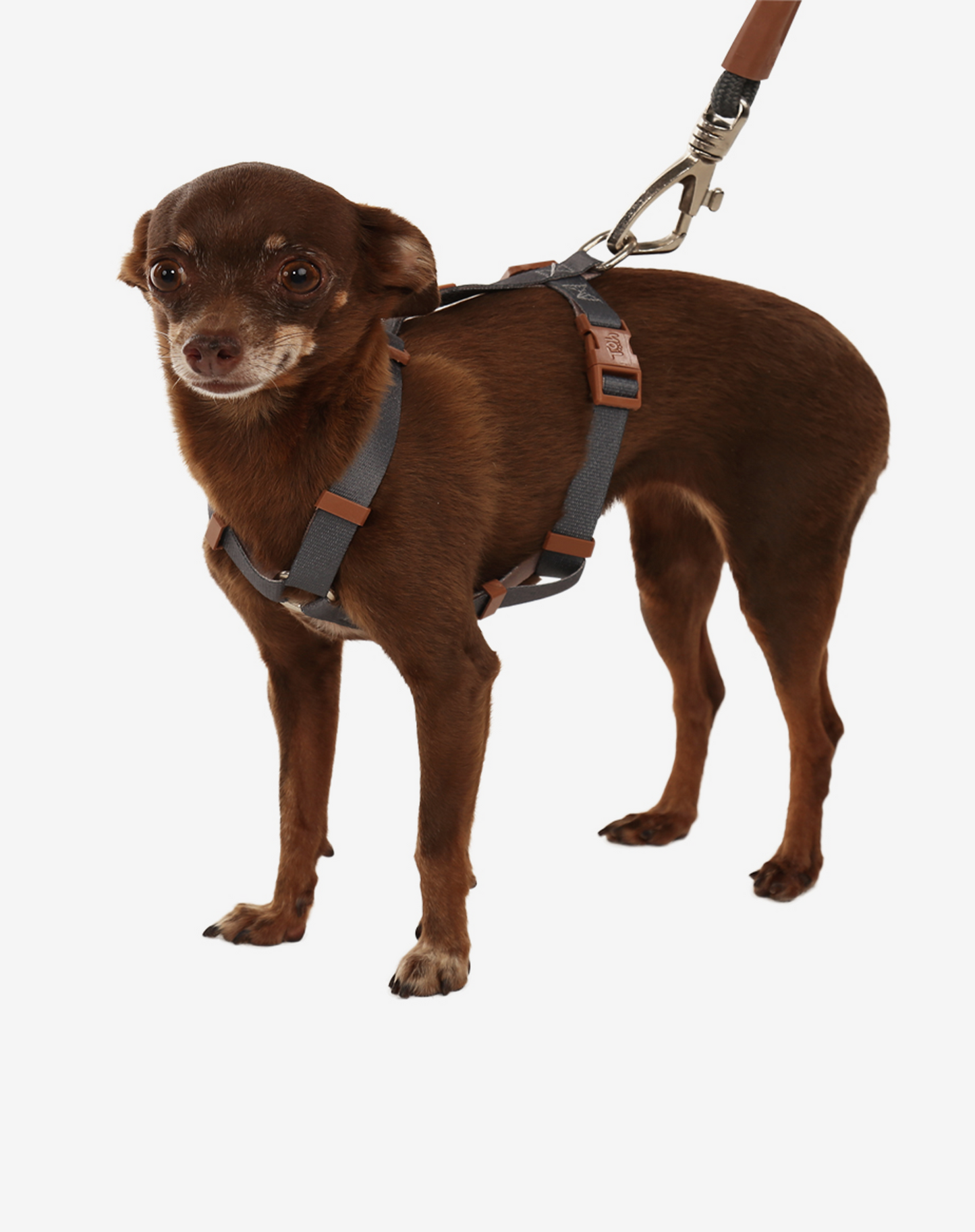 Dog H Harness Graphite - Khaki