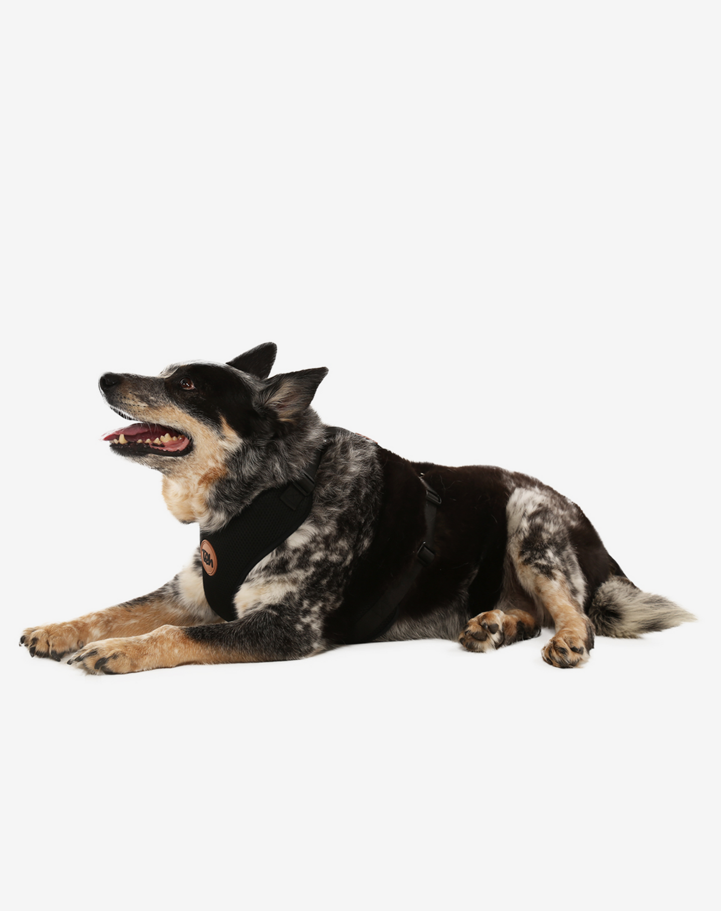 H-Mesh Dog Harness Black