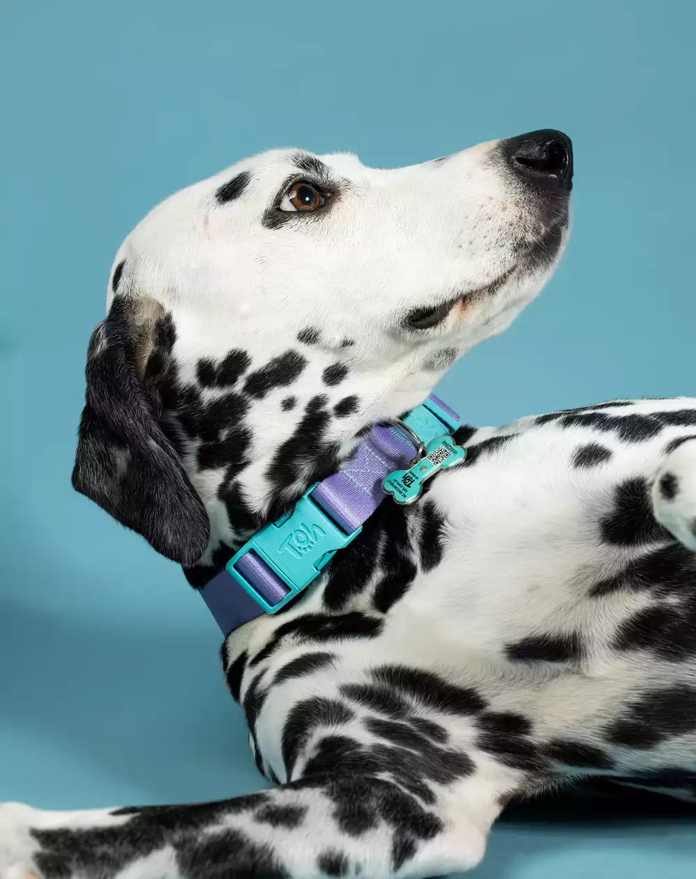 Adjustable Dog Collar with ID Tag Lilac