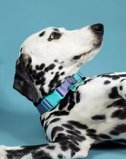 Adjustable Dog Collar with ID Tag Lilac