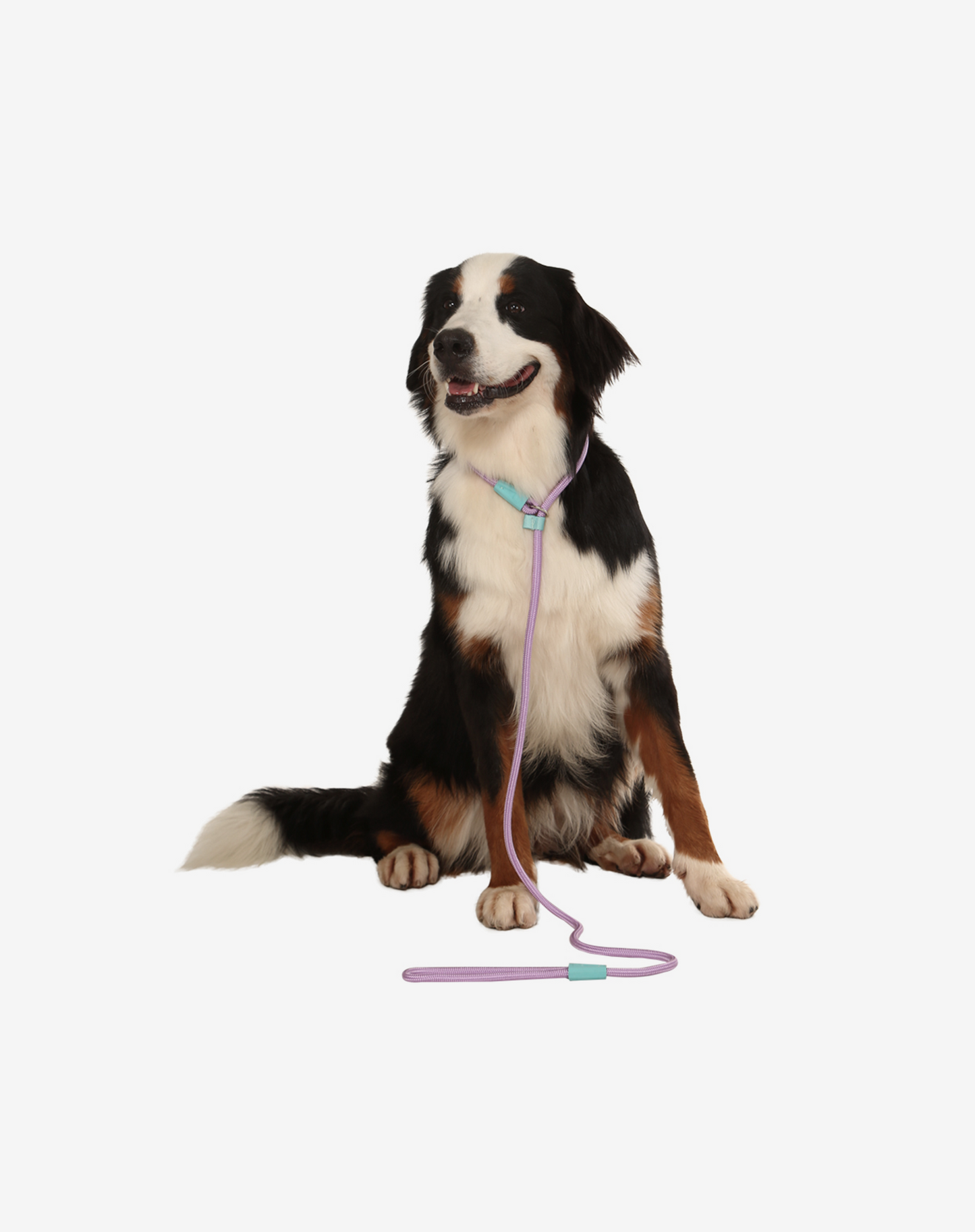 Rope Slip Dog Lead Lilac