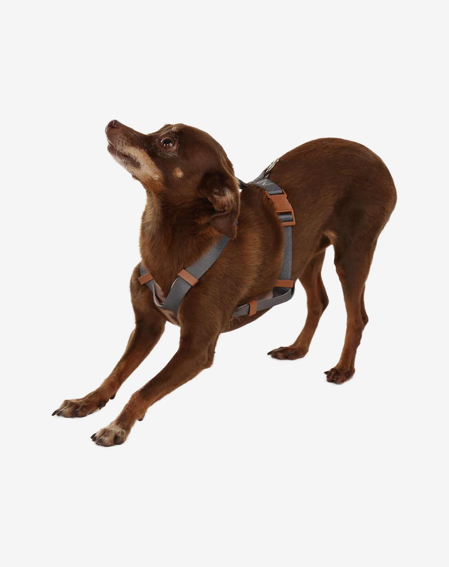 Dog H Harness Graphite - Khaki