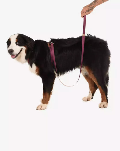 Dog Leash Basic Collection 1,20m Burgundy - Khaki