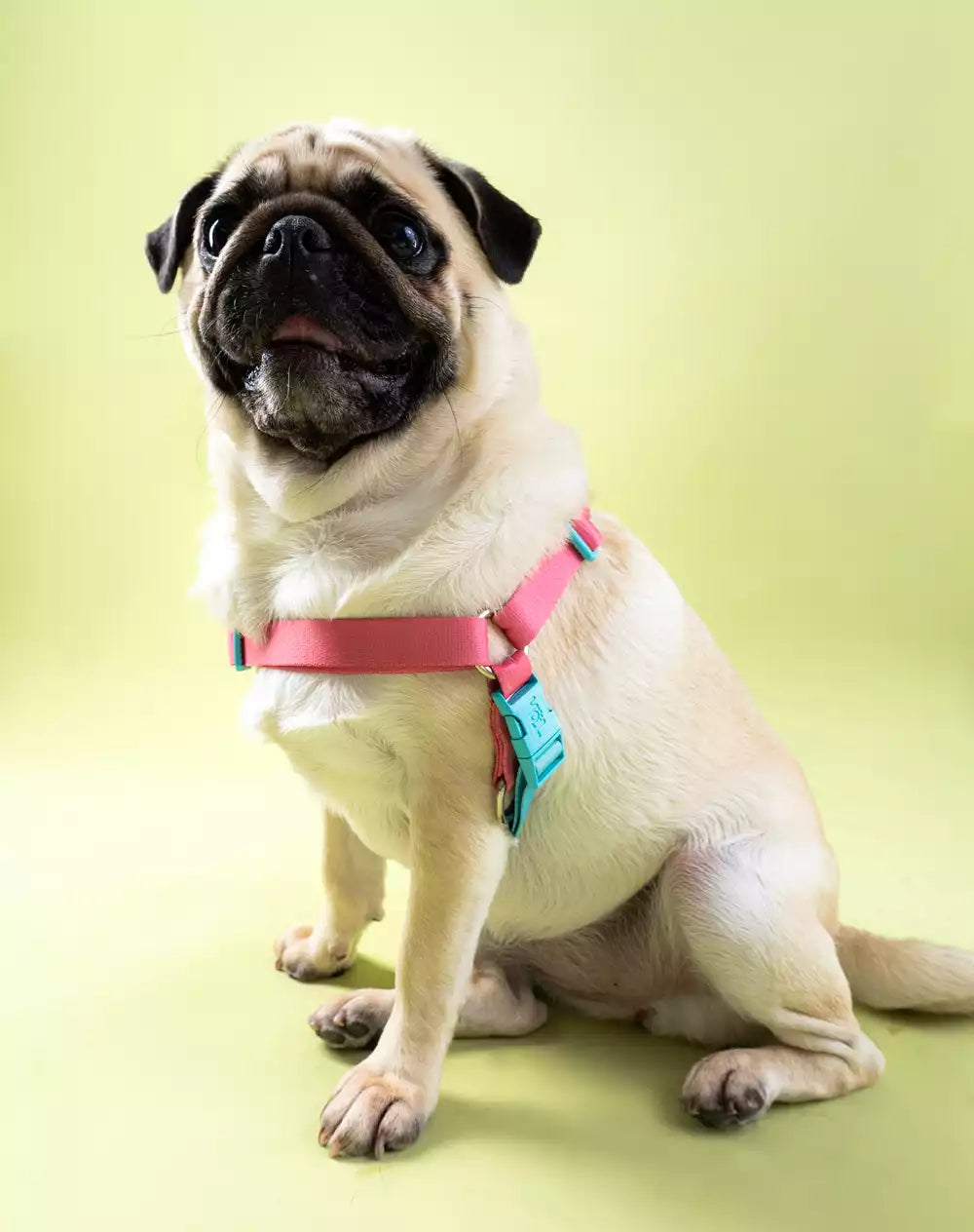 No Pull Dog Harness and Leash Set Fiji