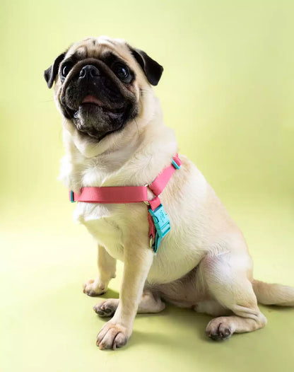 No Pull Dog Harness and Leash Set Fiji