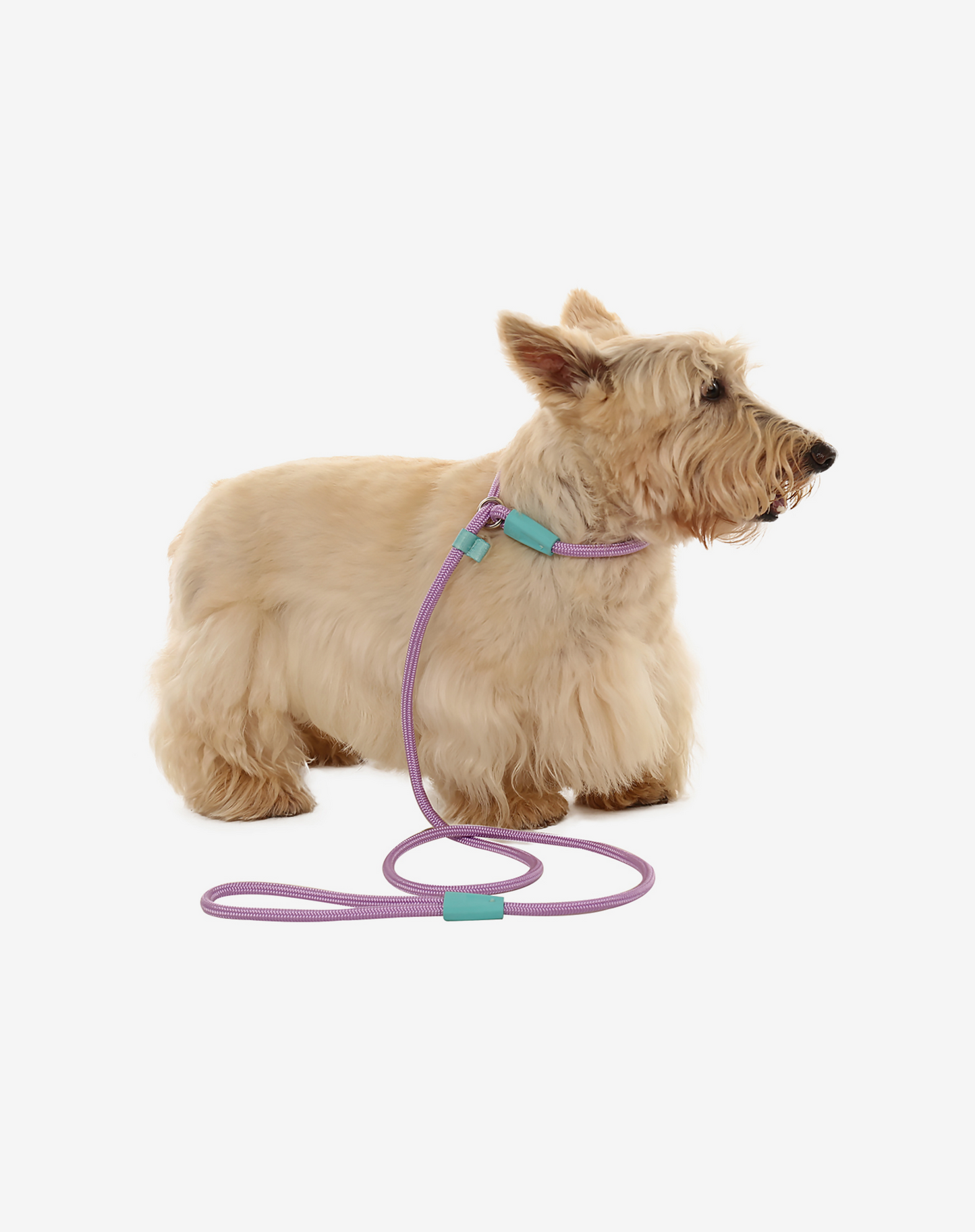 Rope Slip Dog Lead Lilac