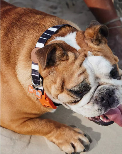 Adjustable Dog Collar with ID Tag Eclipse