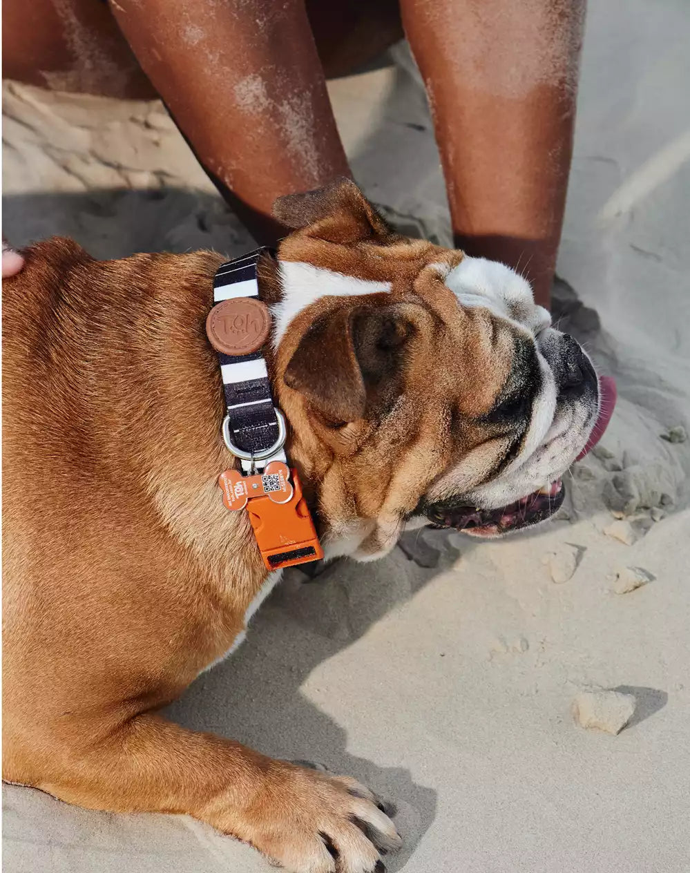 Adjustable Dog Collar with ID Tag Eclipse