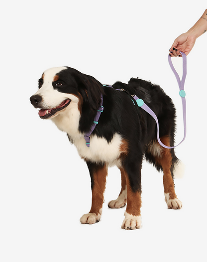 The H-Harness + Leash Set Lilac