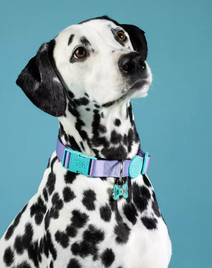 Adjustable Dog Collar with ID Tag Lilac