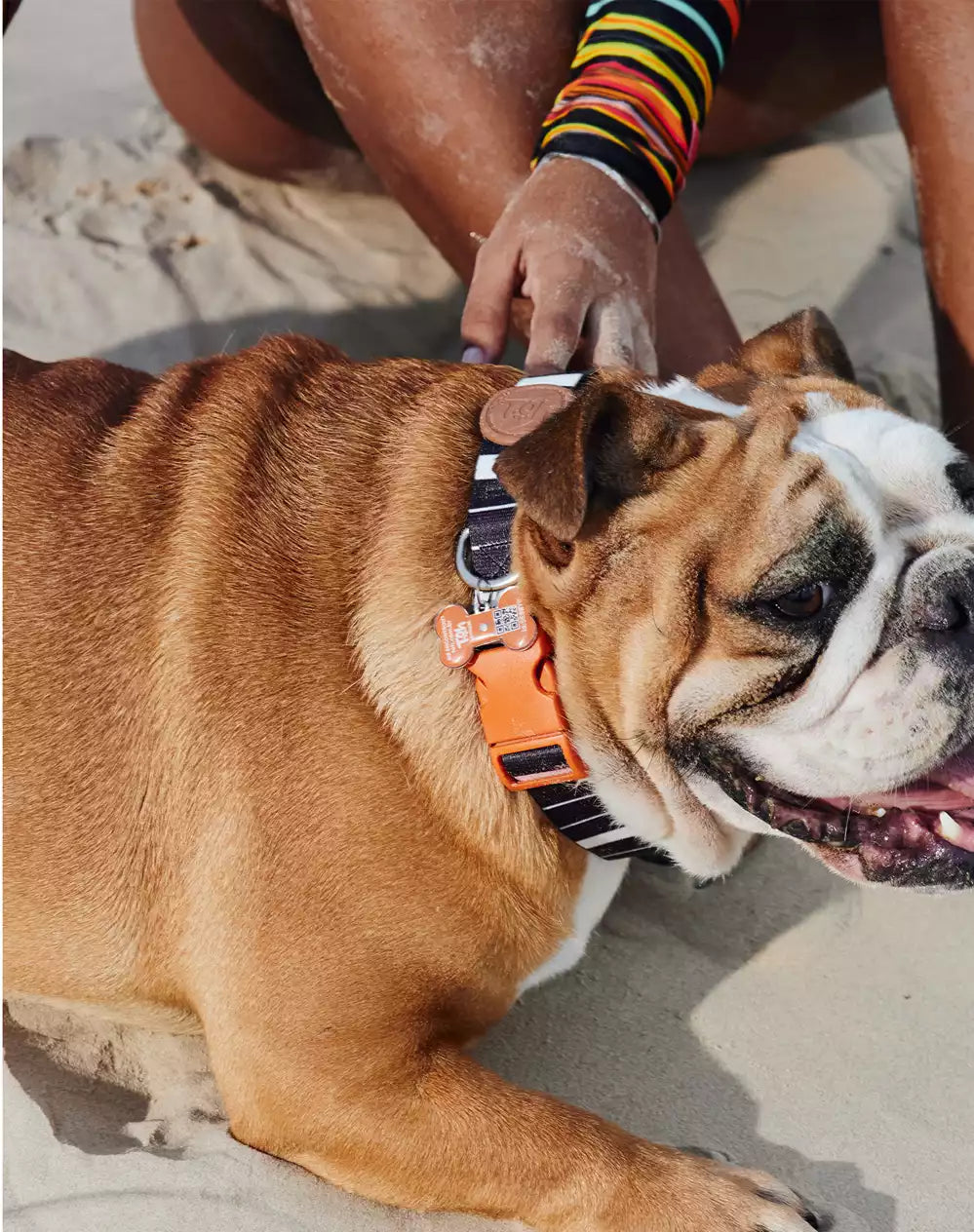 Adjustable Dog Collar with ID Tag Eclipse