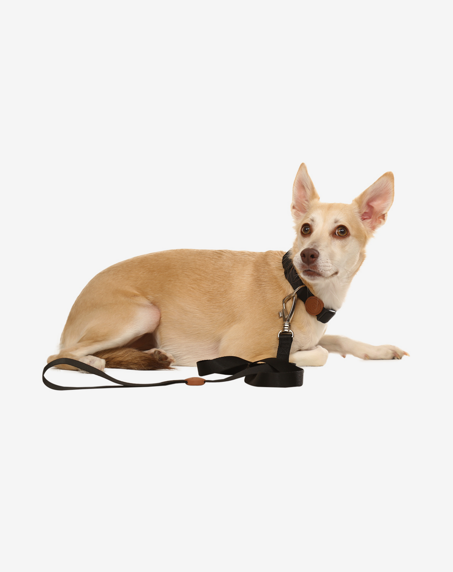 Dog Leash S Black