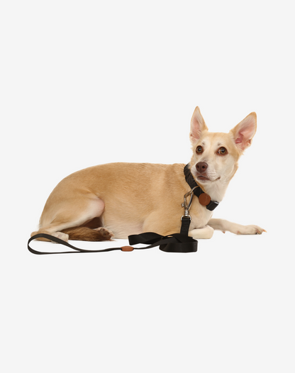 Dog Leash S Black