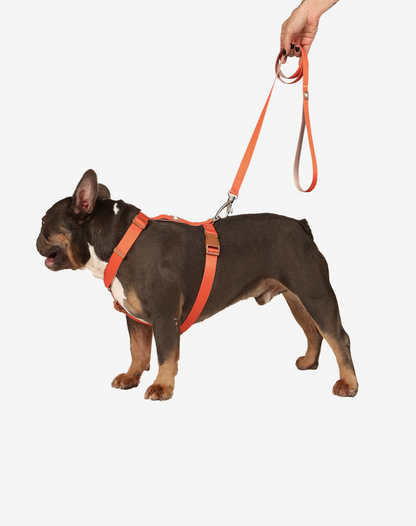 Dog H Harness Orange - Khaki