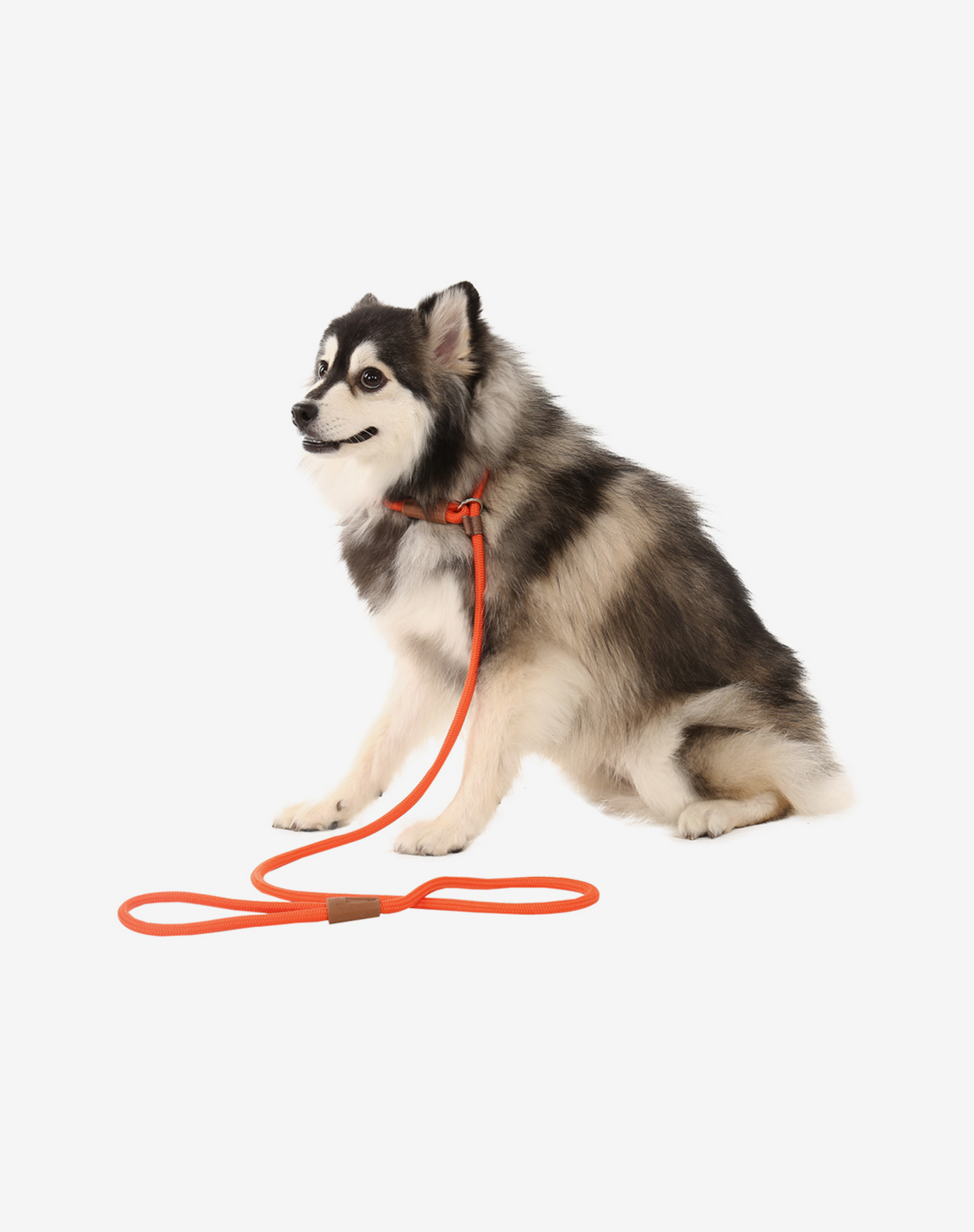 Rope Slip Dog Lead Orange