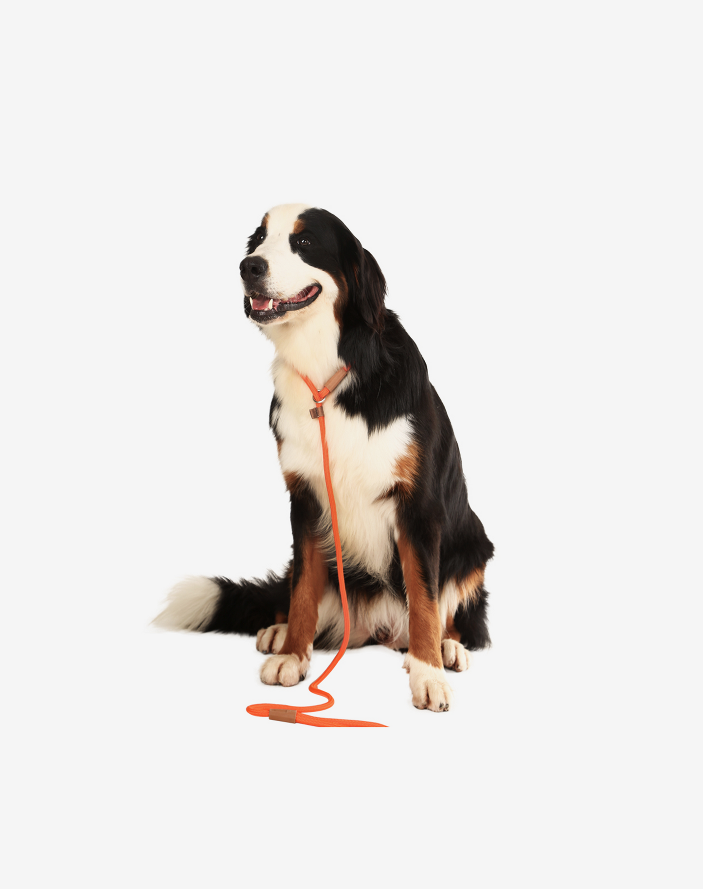Rope Slip Dog Lead Orange