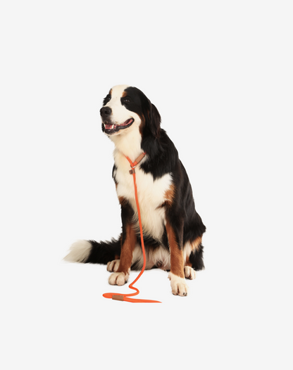 Rope Slip Dog Lead Orange