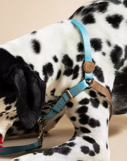 No Pull Dog Harness and Leash Set Black