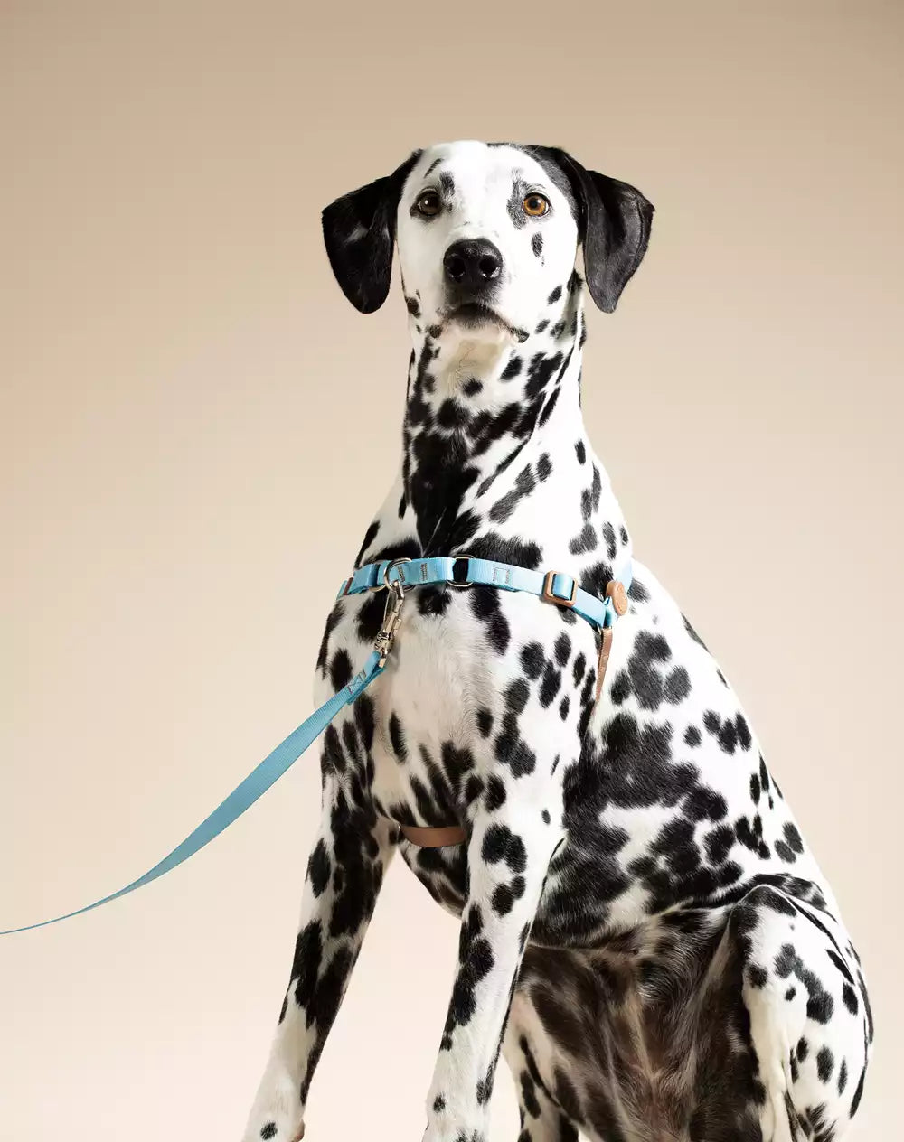 No Pull Dog Harness and Leash Set Black